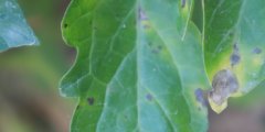 Tomato Leaf Diseases Detection 番茄叶病图像检测数据集
