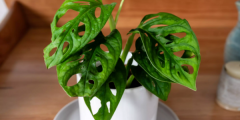 House Plant Species 47 种室内植物种类数据集